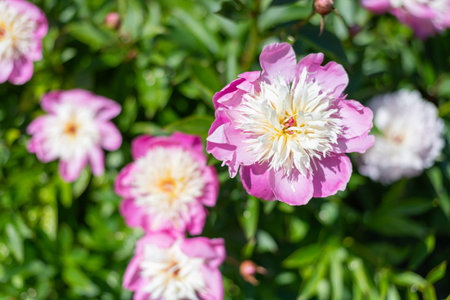 Close up of Chinese peony (paeonia lactiflora) flowers in bloomの写真素材