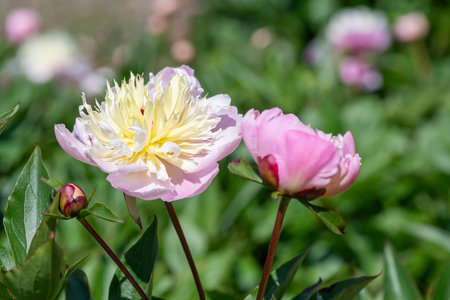 Close up of a Chinese peony (paeonia lactiflora) flower in bloomの写真素材