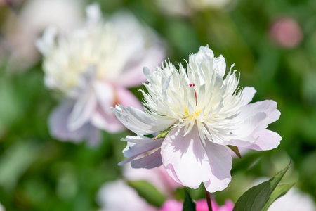 Close up of a Chinese peony (paeonia lactiflora) flower in bloomの写真素材