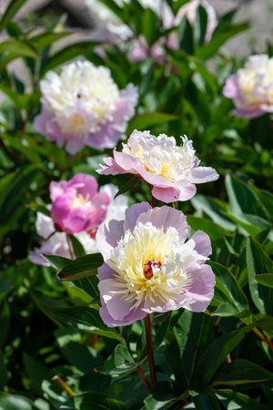 Close up of a Chinese peony (paeonia lactiflora) flower in bloomの写真素材