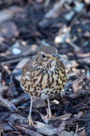 Close up of a song thrush (turdus philomelos)の写真素材