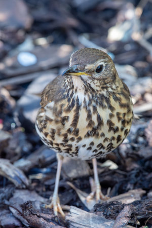Close up of a song thrush (turdus philomelos)の写真素材