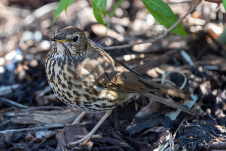Close up of a song thrush (turdus philomelos)の写真素材