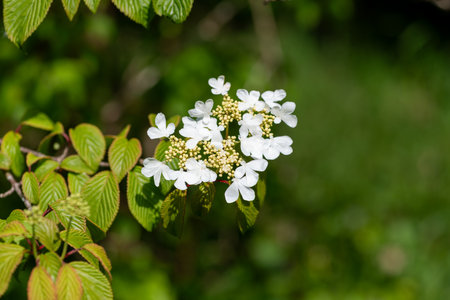 Close up of cranberry bush viburnum (viburnum trilobum) flowers in bloomの写真素材