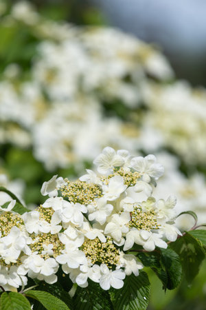 Close up of cranberry bush viburnum (viburnum trilobum) flowers in bloomの写真素材