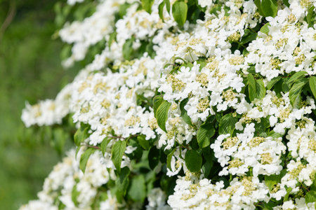 Close up of cranberry bush viburnum (viburnum trilobum) flowers in bloomの写真素材