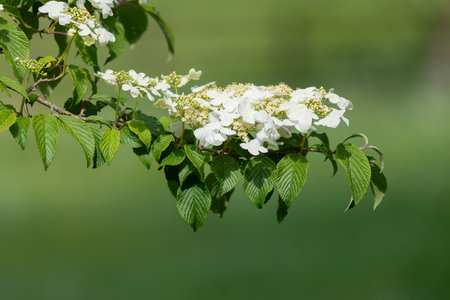 Close up of cranberry bush viburnum (viburnum trilobum) flowers in bloomの写真素材