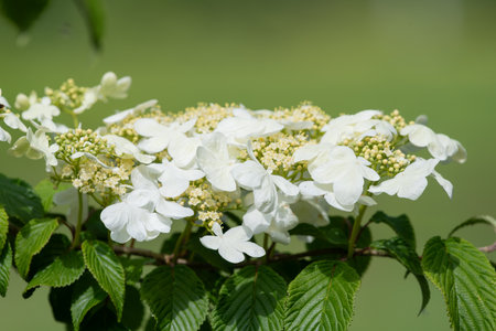 Close up of cranberry bush viburnum (viburnum trilobum) flowers in bloomの写真素材