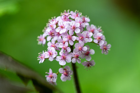 Close up of an Indian rhubarb plant  (darmera peltata) in bloomの写真素材