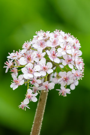 Close up of an Indian rhubarb plant  (darmera peltata) in bloomの写真素材