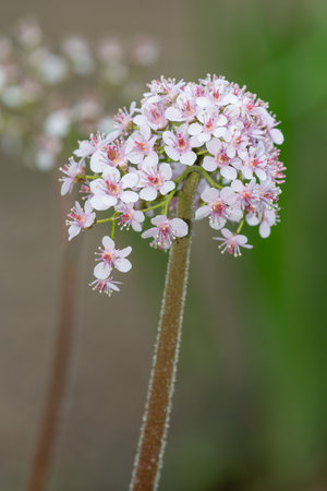 Close up of an Indian rhubarb plant  (darmera peltata) in bloomの写真素材