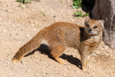 Portrait of a yellow mongoose (cynictis penicllata)の写真素材