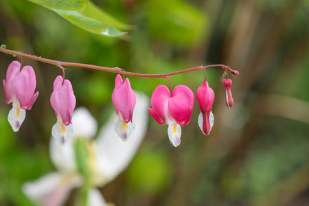 Close up of a bleeding heart (dicentra spectabilis) flower in bloomの写真素材