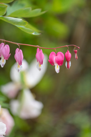 Close up of a bleeding heart (dicentra spectabilis) flower in bloomの写真素材