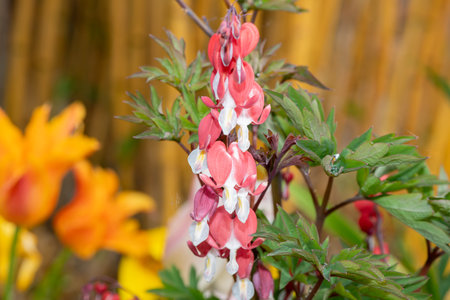 Close up of a bleeding heart (dicentra spectabilis) flower in bloomの写真素材