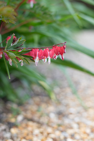 Close up of a bleeding heart (dicentra spectabilis) flower in bloomの写真素材