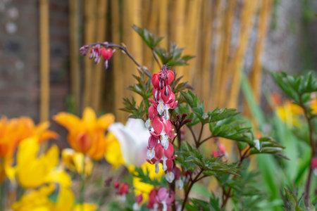 Close up of a bleeding heart (dicentra spectabilis) flower in bloomの写真素材