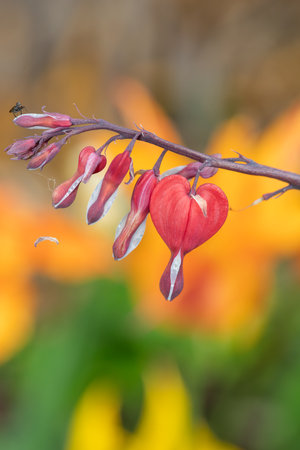 Close up of a bleeding heart (dicentra spectabilis) flower in bloomの写真素材