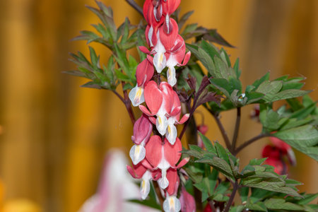 Close up of a bleeding heart (dicentra spectabilis) flower in bloomの写真素材