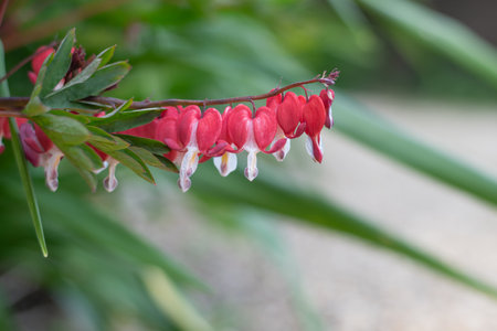 Close up of a bleeding heart (dicentra spectabilis) flower in bloomの写真素材
