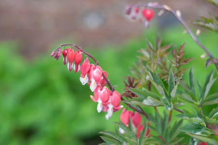 Close up of a bleeding heart (dicentra spectabilis) flower in bloomの写真素材