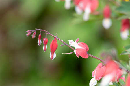 Close up of a bleeding heart (dicentra spectabilis) flower in bloomの写真素材