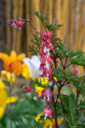 Close up of a bleeding heart (dicentra spectabilis) flower in bloomの写真素材