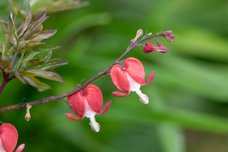 Close up of a bleeding heart (dicentra spectabilis) flower in bloomの写真素材
