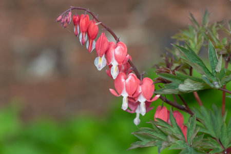 Close up of a bleeding heart (dicentra spectabilis) flower in bloomの写真素材