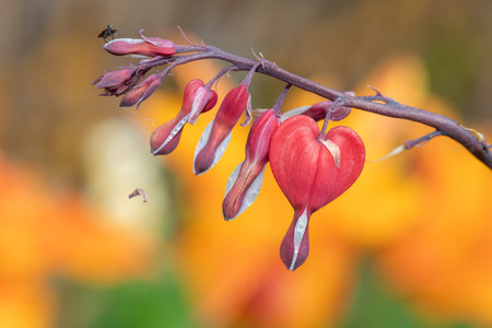 Close up of a bleeding heart (dicentra spectabilis) flower in bloomの写真素材