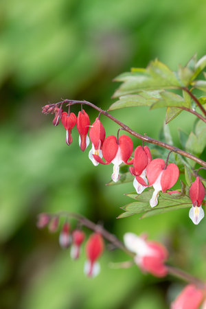 Close up of a bleeding heart (dicentra spectabilis) flower in bloomの写真素材