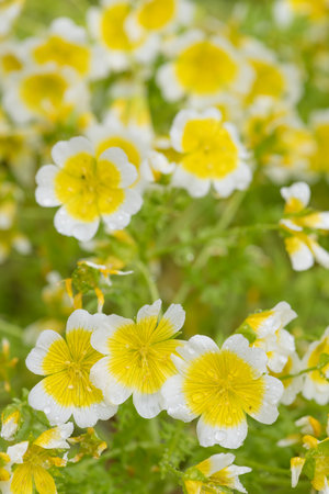 Close up of  poached egg plant (limnanthes gouglasii) flowers in bloomの写真素材