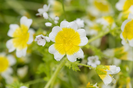 Close up of  poached egg plant (limnanthes gouglasii) flowers in bloomの写真素材