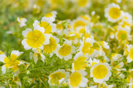 Close up of  poached egg plant (limnanthes gouglasii) flowers in bloomの写真素材