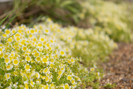 Close up of  poached egg plant (limnanthes gouglasii) flowers in bloomの写真素材