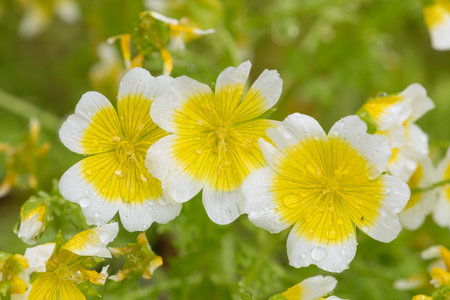 Close up of  poached egg plant (limnanthes gouglasii) flowers in bloomの写真素材