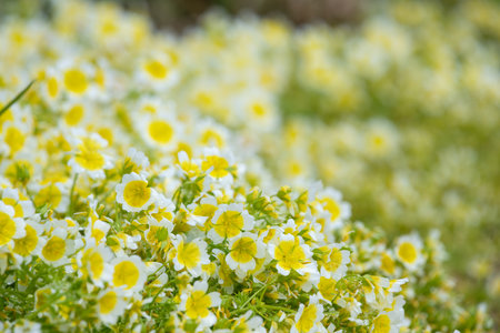 Close up of  poached egg plant (limnanthes gouglasii) flowers in bloomの写真素材