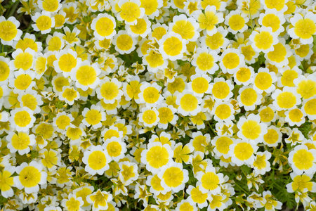 Close up of  poached egg plant (limnanthes gouglasii) flowers in bloomの写真素材