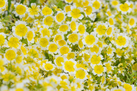 Close up of  poached egg plant (limnanthes gouglasii) flowers in bloomの写真素材