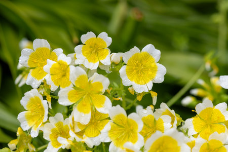 Close up of  poached egg plant (limnanthes gouglasii) flowers in bloomの写真素材