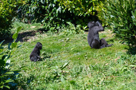 Photo of a Sulewesi crested macaque (macaca nigra) with a baby Sulawesi crested macaque in a zooの写真素材