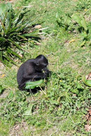 Photo of a baby Sulewesi crested macaque (macaca nigra) eating vegetationの写真素材