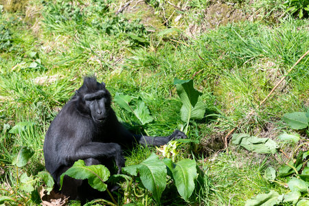 Photo of a Sulewesi crested macaque (macaca nigra) in a zooの写真素材