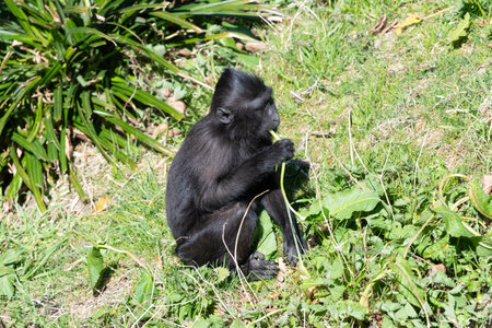 Photo of a baby Sulewesi crested macaque (macaca nigra) eating vegetationの写真素材