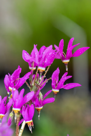 Close up of shooting star (primula meadia) flowers in bloomの写真素材