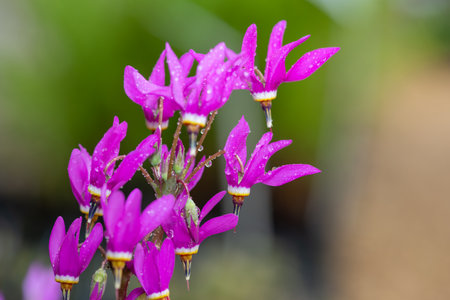 Close up of shooting star (primula meadia) flowers in bloomの写真素材