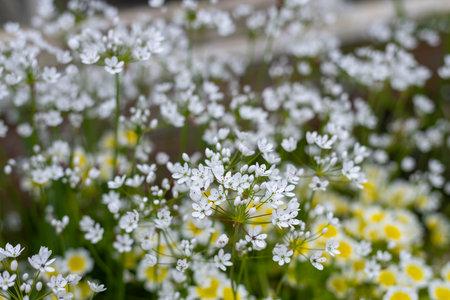 Close up of Neapolitan garlic (allium neapolitanum) flowers in bloom