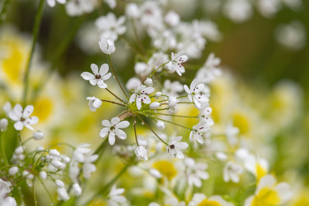 Close up of Neapolitan garlic (allium neapolitanum) flowers covered in water dropletsの写真素材