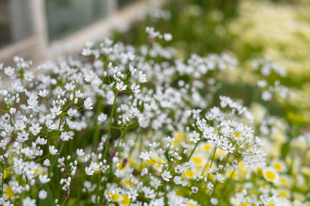 Close up of Neapolitan garlic (allium neapolitanum) flowers in bloomの写真素材