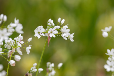 Close up of Neapolitan garlic (allium neapolitanum) flowers covered in water dropletsの写真素材